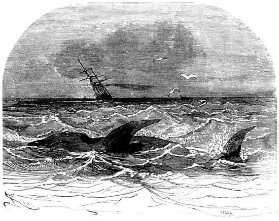 ¡Un marrajo en estos sitios!