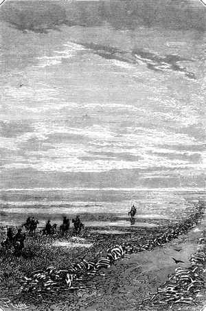 Había millares de osamentas de animales domésticos, mulos, caballos, carneros y bueyes