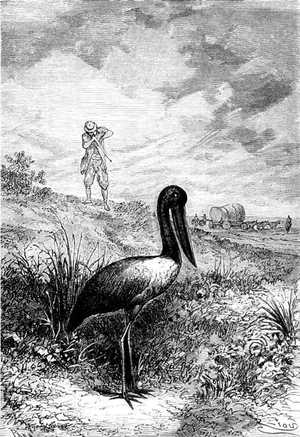 Un jabirú, ave zancuda, la gigantesca grulla de los colonos ingleses