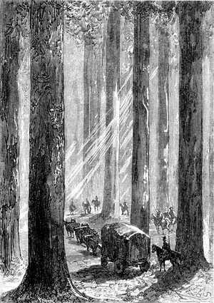 Se escapó de todos los pechos un grito de admiración al ver eucaliptos de 200 pies de altura