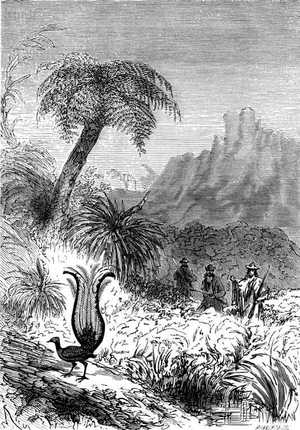 Por primera vez pudieron admirar, entre otras aves espléndidas, al menuro o pájaro lira