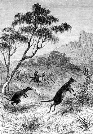 No hay nada tan sorprendente como los enormes saltos del canguro