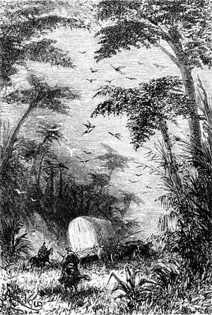 Aquellas plantas arborescentes, en plena florescencia, medían hasta treinta pies de altura